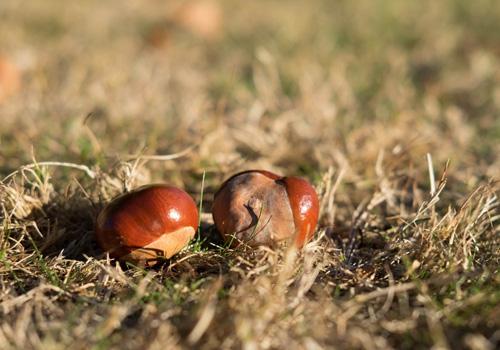 吃板栗补肾吗(生吃板栗能补肾吗)