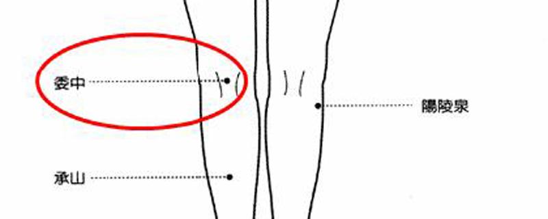 委中的准确位置图及作用功效（委中的位置图和作用）