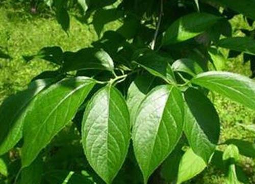 泡酒补肾壮阳药材 男人泡酒补肾壮阳药材