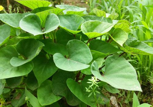 丁香叶可以治胃病吗