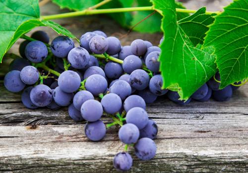 夏天补血吃什么好（夏天补气补血吃什么好）