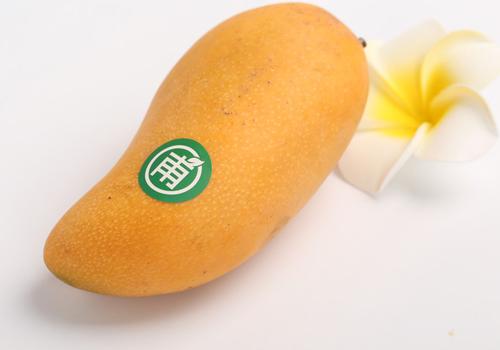 吃芒果嘴巴过敏怎么办（吃芒果嘴巴过敏怎么办?）