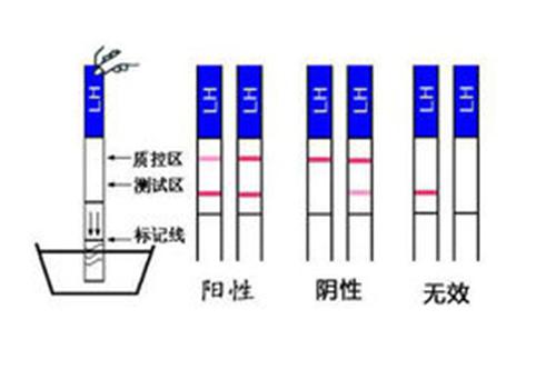 排卵试纸强阳后多久排卵 排卵试纸强阳后多久排卵容易生男孩