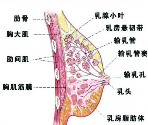 乳房小叶增生能喝豆浆吗（小叶乳腺增生豆浆能吃吗?）