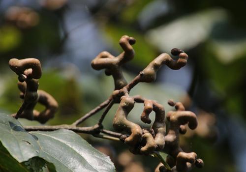 拐枣孕妇可以吃吗 怀孕期间可以吃拐枣吗