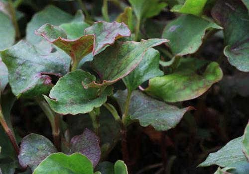 孕妇咳嗽可以喝鱼腥草水吗 孕妇咳嗽鱼腥草怎么吃好