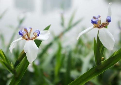 喉咙痒咳嗽有什么偏方(喉咙痒咳嗽的小偏方)