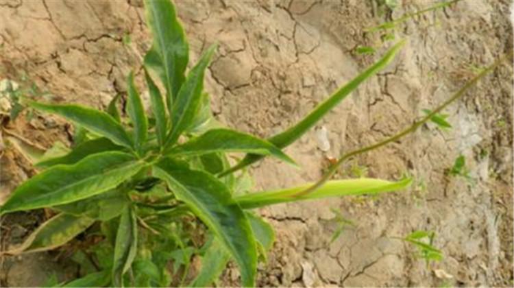 掌叶半夏的功效与作用 掌叶半夏的功效与作用及禁忌