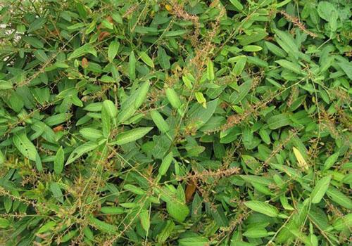 葫芦茶的功效与作用（孩儿草的功效与作用）