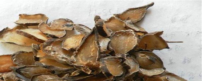 熟附片的功效与作用（熟附片的功效与作用及用量）