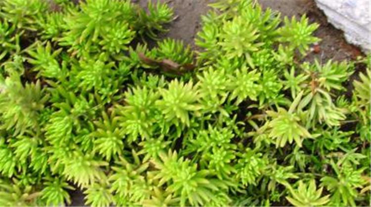 佛甲草的功效与作用 佛甲草的功效与作用及食用方法