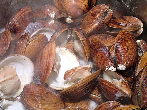 花甲怎么算熟了 花甲要多久才熟