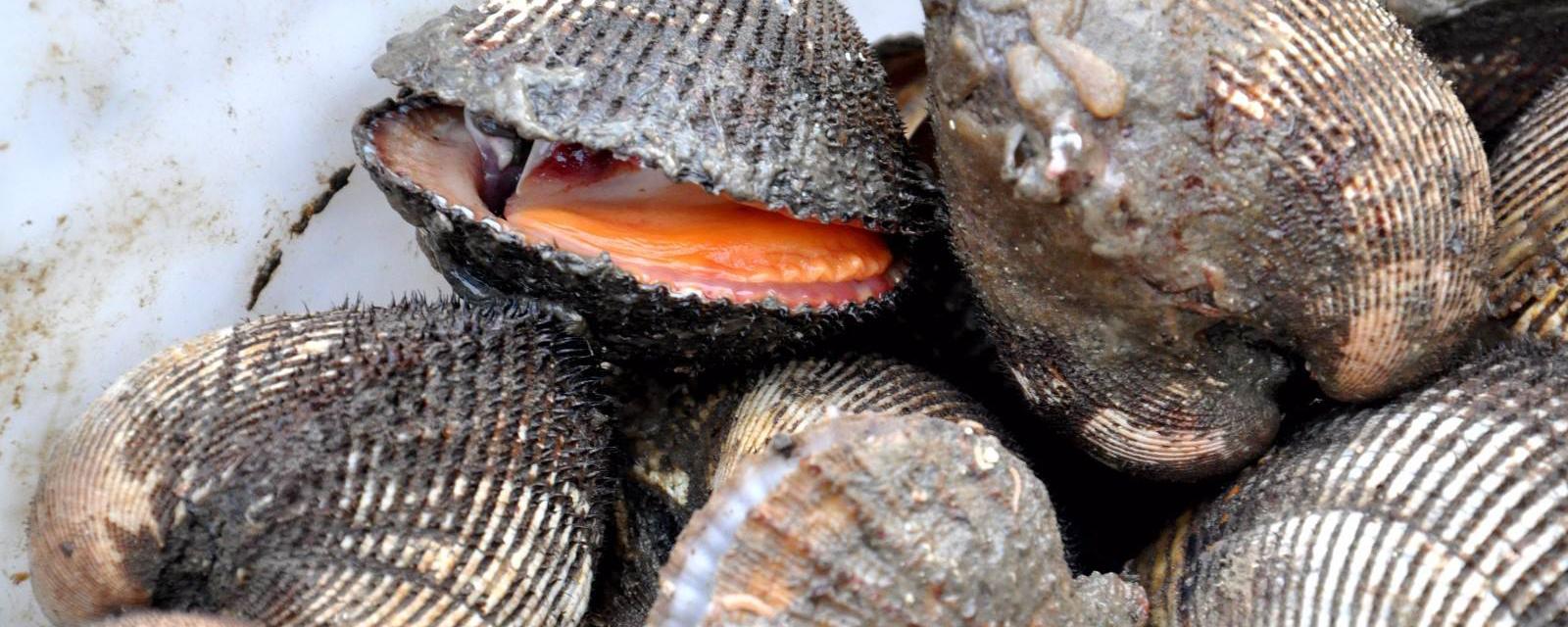 赤贝的功效与作用 赤贝营养价值功效作用