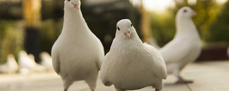 鸽子蛋生吃好不（鸽子蛋生吃可以吗）