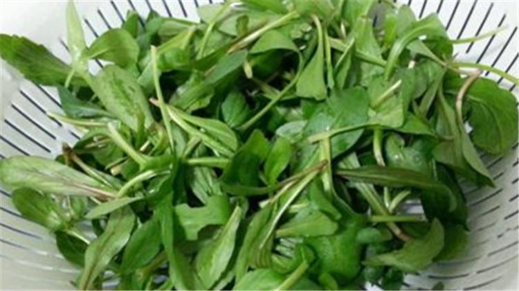 马兰头的功效与作用(马兰头的功效与作用及食用方法)