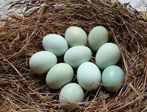 绿皮鸡蛋是怎么回事（绿皮鸡蛋是什么蛋）