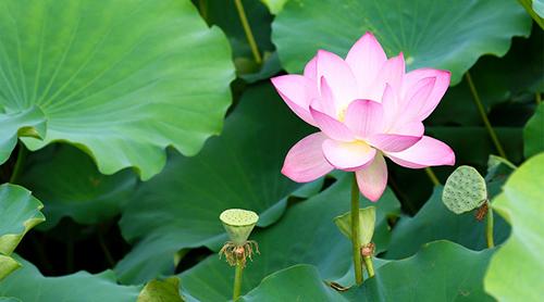 荷花杆子能吃吗 荷花杆怎么做菜