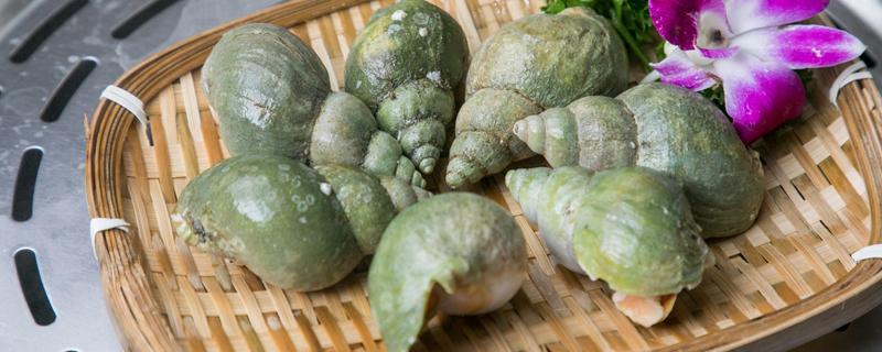 螺肉的功效与作用 花甲螺肉的功效与作用