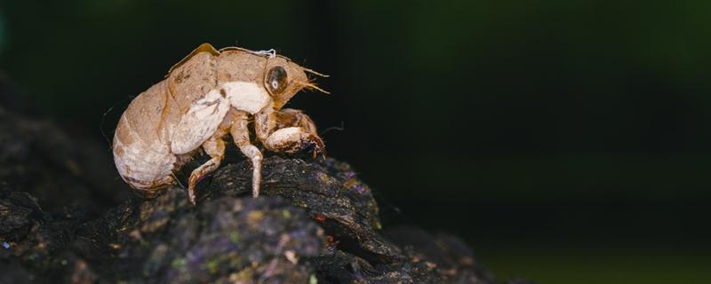 金蝉壳的功效与作用 金蝉壳的功效与作用和副作用
