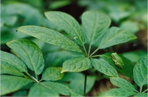 三七叶的营养价值（三七叶的营养价值和功效）