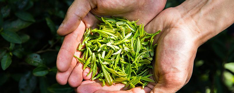 清明茶和谷雨茶哪个好 清明茶和谷雨茶哪个好