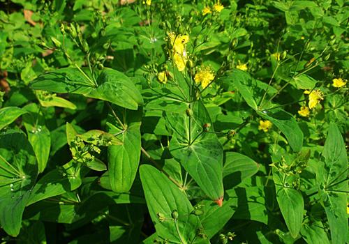 元宝草的功效与作用（元宝草的功效与作用可以泡酒吗）