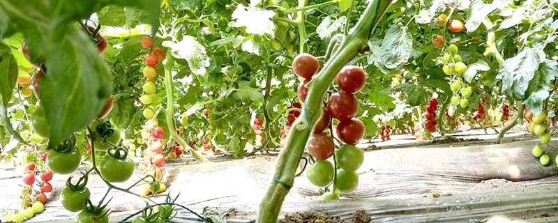 树番茄可以生吃么（生番茄能吃不）