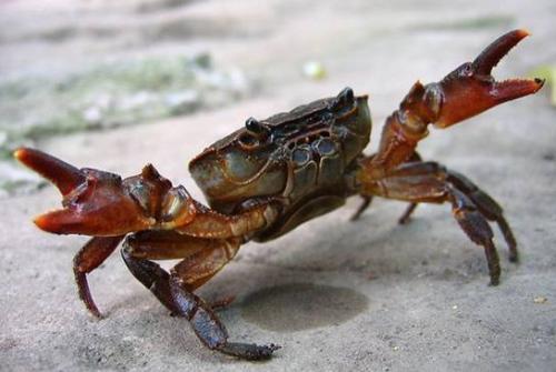 买螃蟹怎么挑选 买螃蟹怎么挑选好的