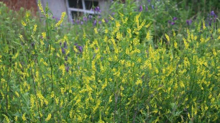 辟汗草的功效与作用 辟汗草的功效与作用图片