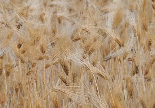 青稞的功效与作用 青稞米的功效与作用