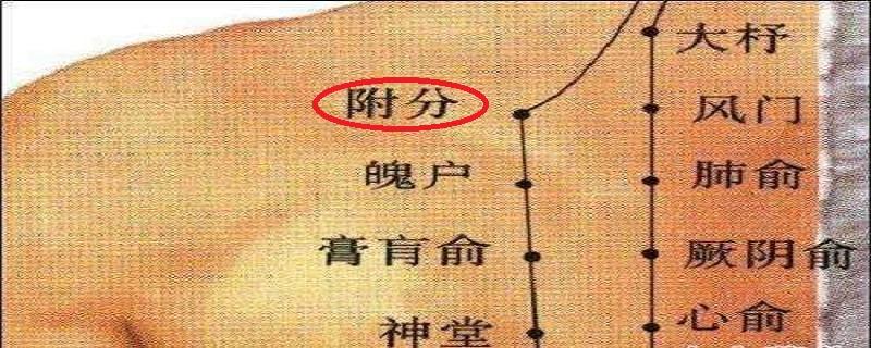 附分的位置在哪里 附分是什么意思