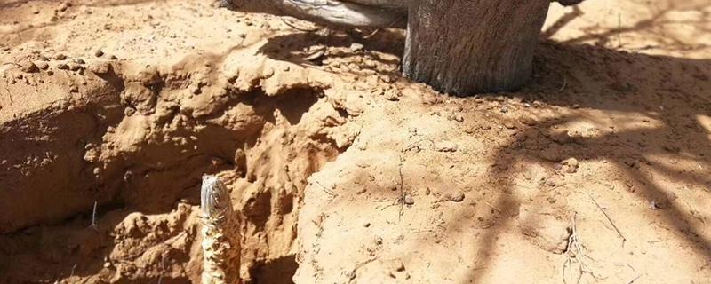 沙漠苁蓉的功效与作用 沙苁蓉图片功效与作用