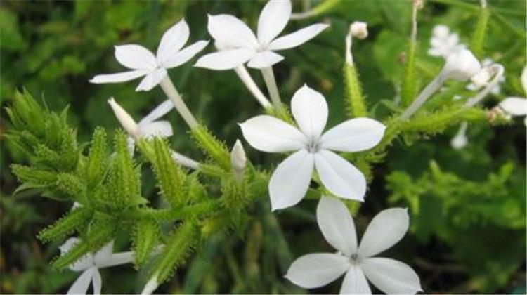 白花丹的功效与作用 白花丹的功效与作用,白花丹的副作用