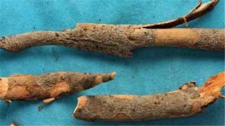 榔榆皮的功效与作用（榔榆根皮功能主治）