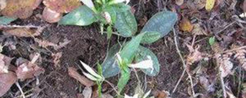 肺形草的功效与作用 肺形草的功效与作用及禁忌