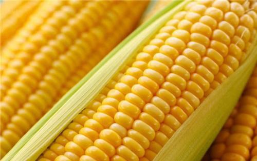 怀孕初期可以吃什么蔬菜 怀孕初期可以吃什么蔬菜比较好