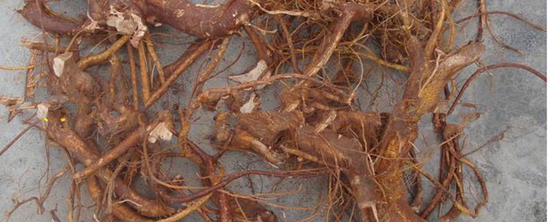 毛桃根的功效与作用(五指毛桃根的功效与作用)