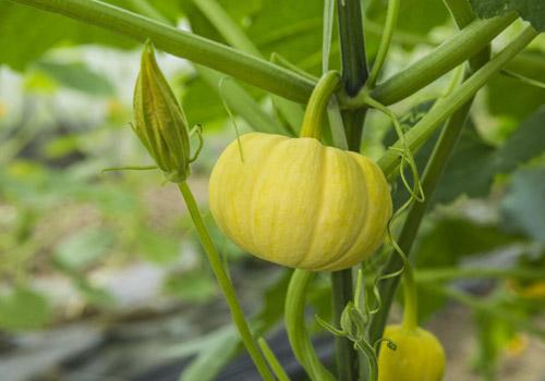 吃南瓜藤的好处 没想到南瓜藤的作用居然这么大