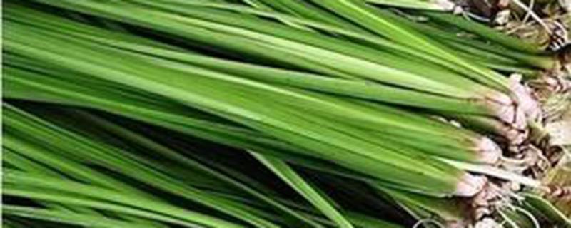 臭蒲草的功效与作用 臭蒲草的功效与作用及禁忌