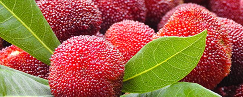 冰杨梅的功效与作用 冰杨梅的功效与作用是什么