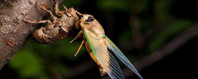 爬蚱的功效与作用 爬蚱的功效与作用吃法