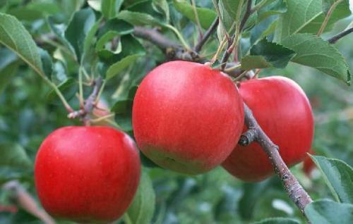 瘦身水果有哪些（可以瘦身减肥的水果有哪些）