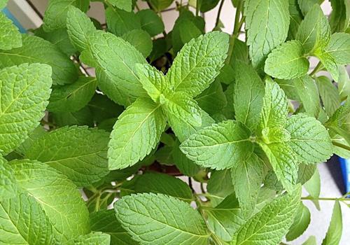 喉咙发炎肿痛吃什么好得快（喉咙发炎肿痛吃什么好得快呢）