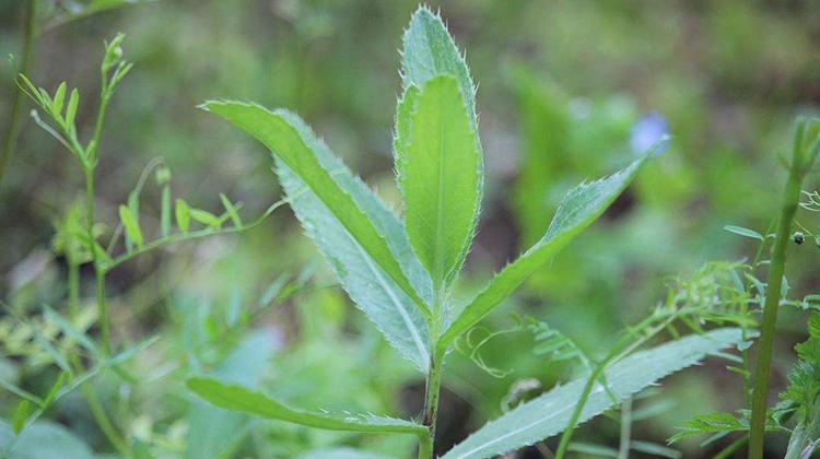 黄花蒿的功效与作用（黄花蒿的功效与作用及食用方法）