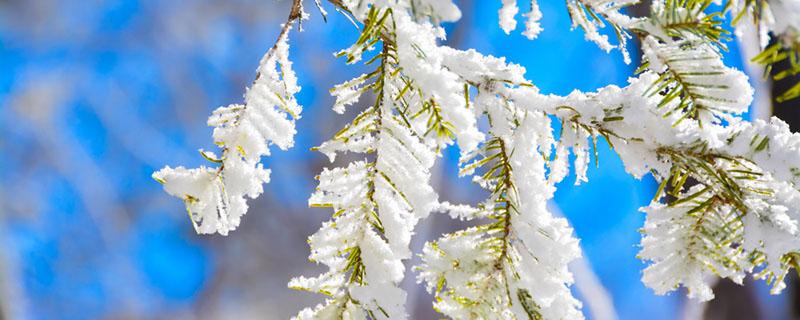 三九天会下雪吗（三九天会下雪吗）