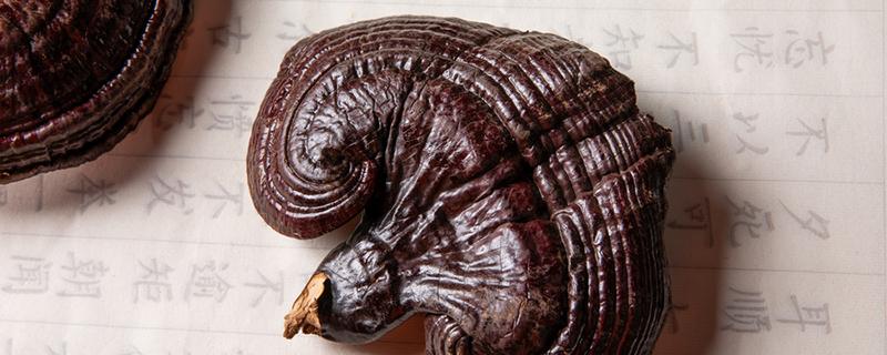 树舌灵芝的功效与作用 树舌灵芝的功效与作用图片