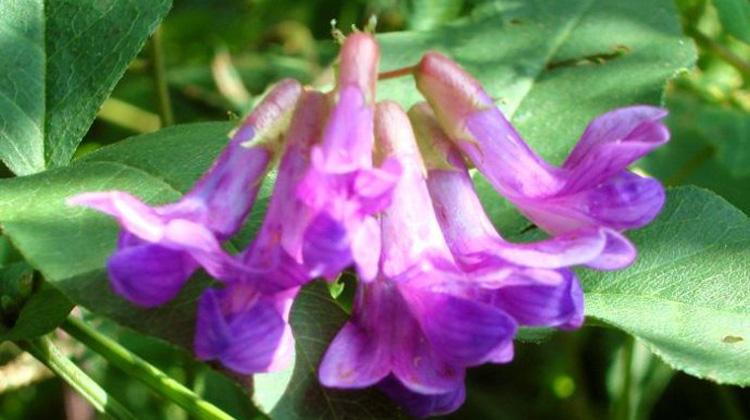 歪头菜的功效与作用（中药歪头菜的功效）