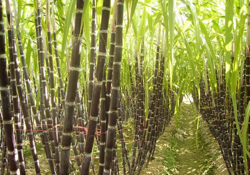 吃甘蔗有什么好处（长期吃甘蔗有什么好处）