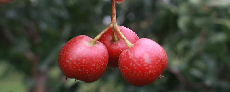 山楂枸杞茶泡多久（山楂枸杞茶什么时候喝）