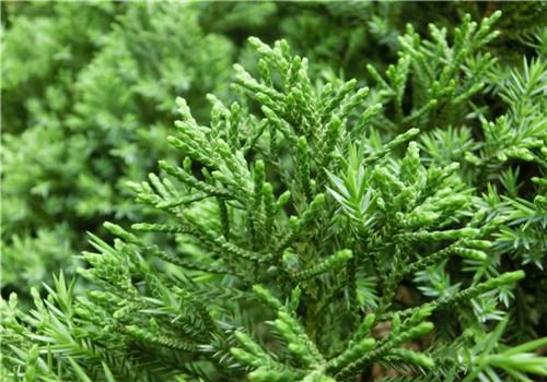 松叶的功效与作用(松叶的功效与作用有哪些)